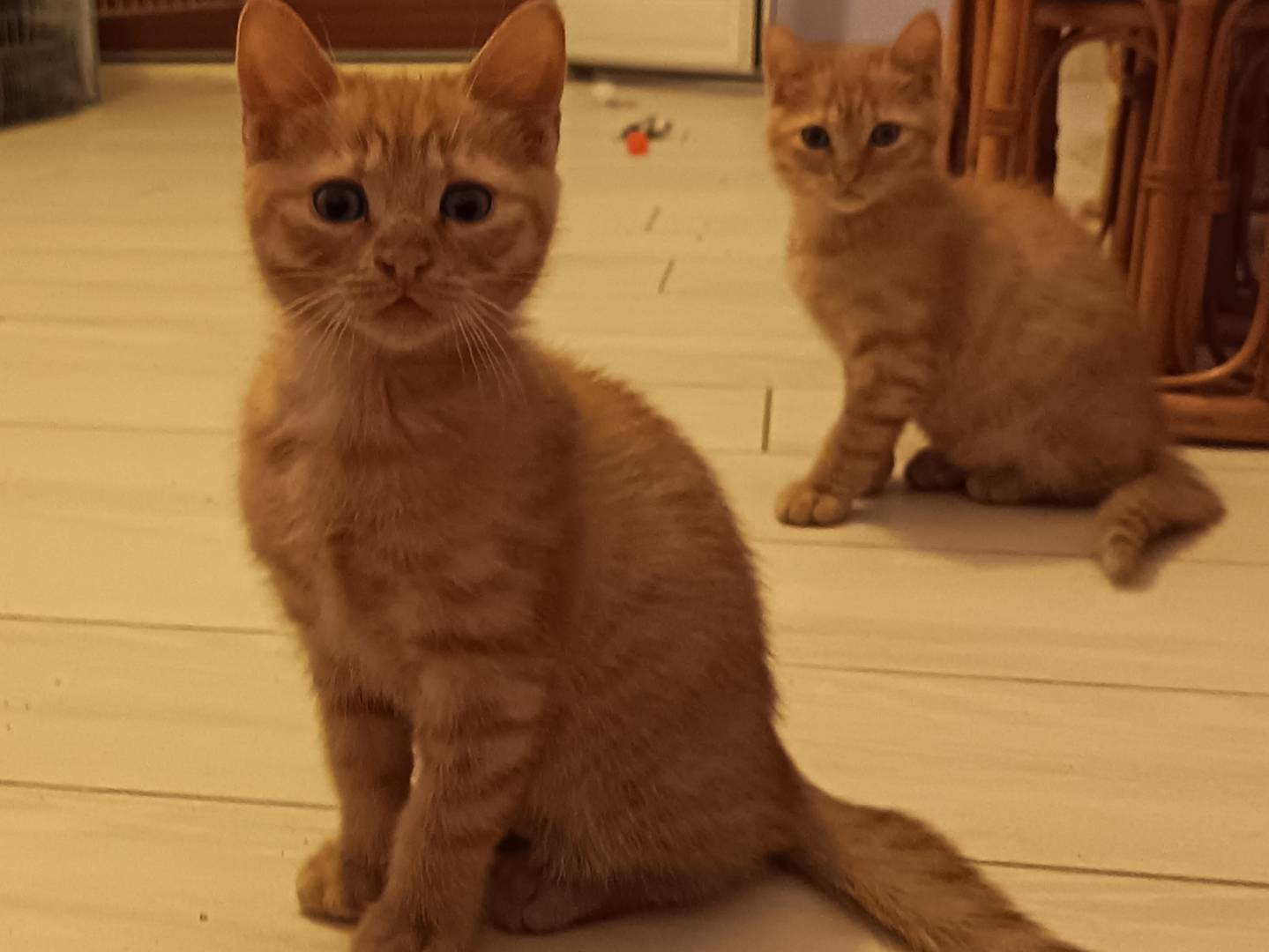 Adozione gatto, maschio, Razza sconosciuta Razza sconosciuta, 2 mesi, taglia non valida, Milano