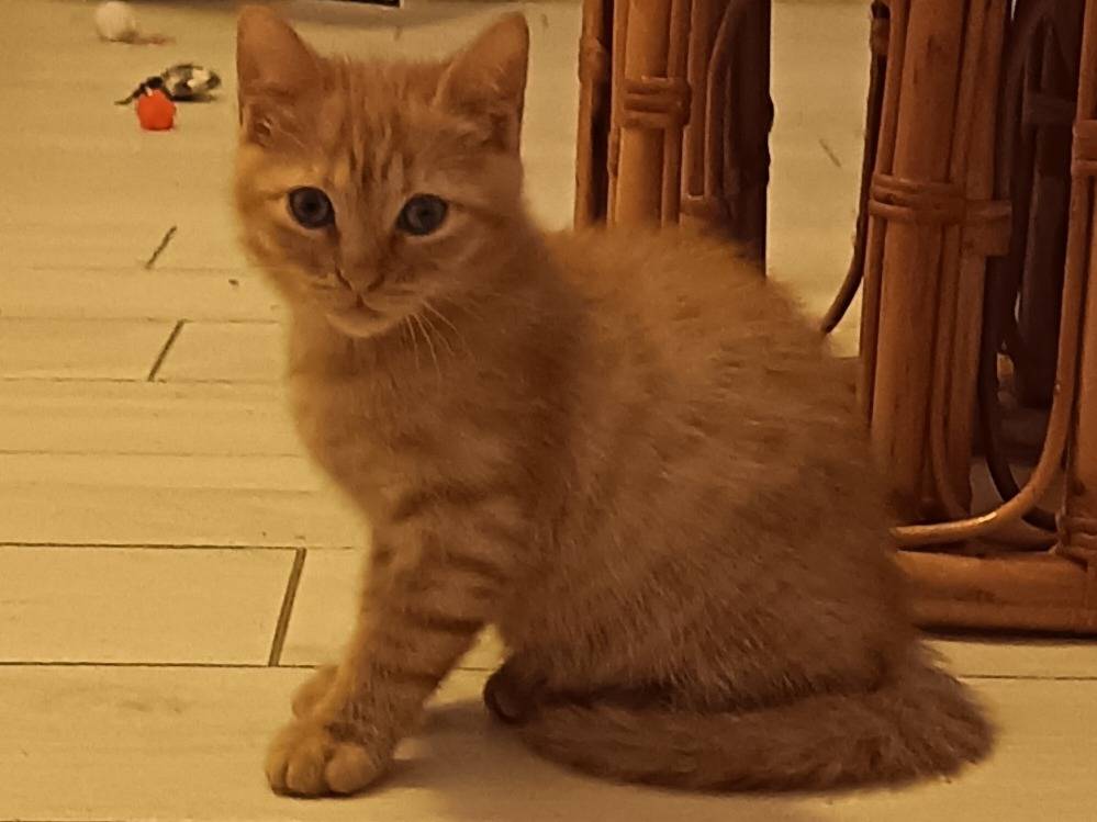 Adozione gatto, maschio, Razza sconosciuta Razza sconosciuta, 2 mesi, taglia non valida, Milano