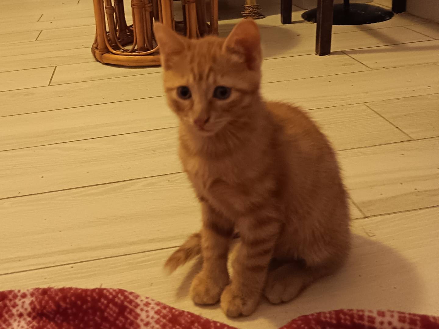 Adozione gatto, maschio, Razza sconosciuta Razza sconosciuta, 2 mesi, taglia non valida, Milano
