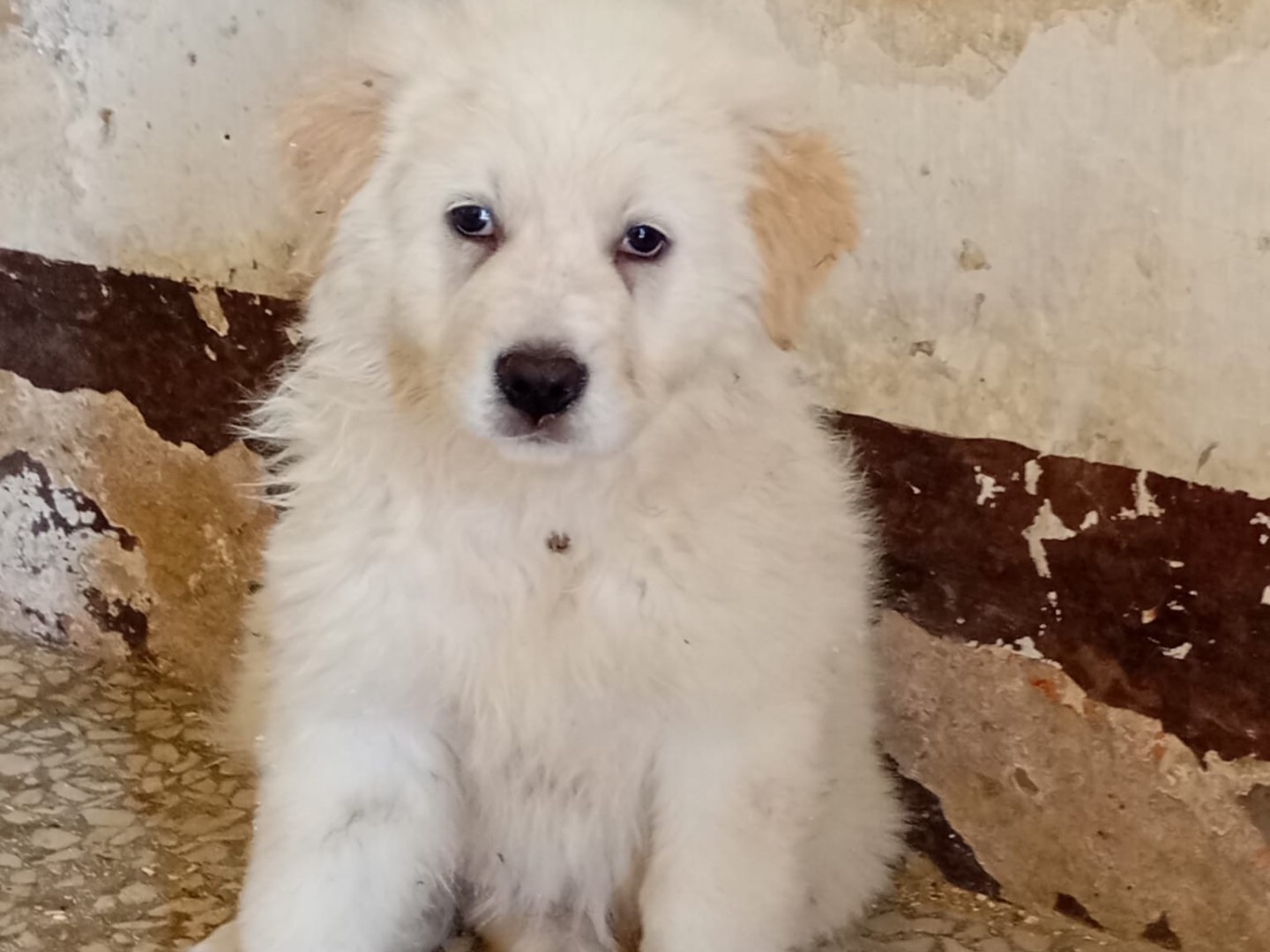 Adotta un cane, maschio, 3 mesi, Siracusa