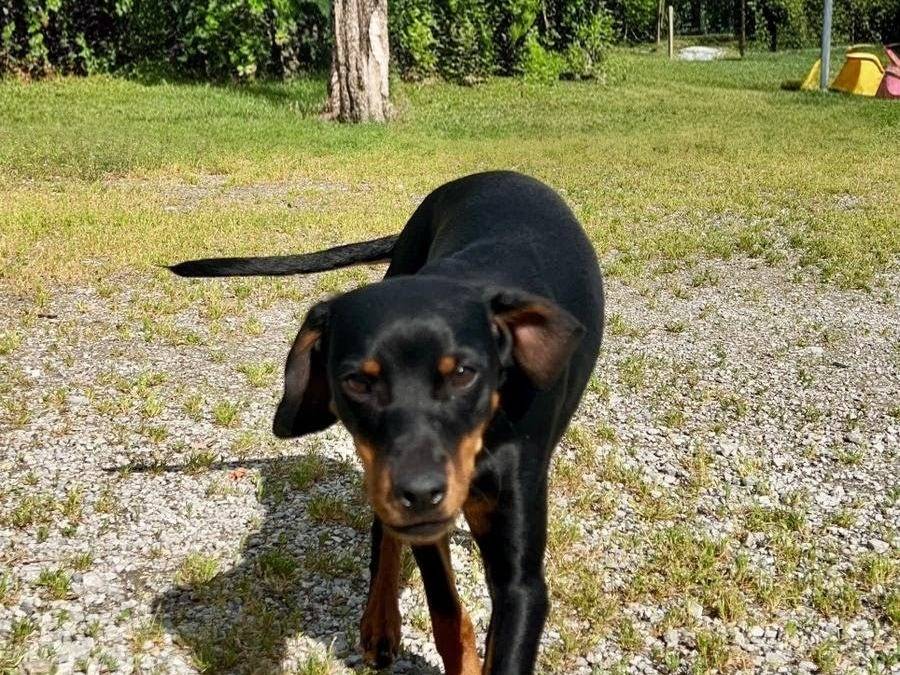 Adozione cane, femmina, Pinscher Razza sconosciuta, 8 mesi, taglia piccola, Cuneo