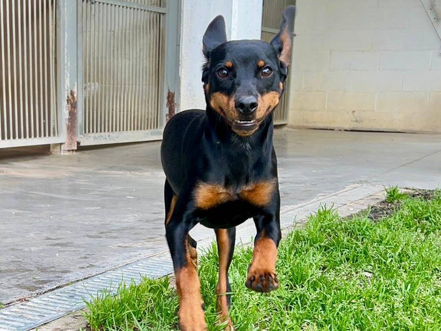 Adotta un cane, femmina, 8 mesi, Cuneo