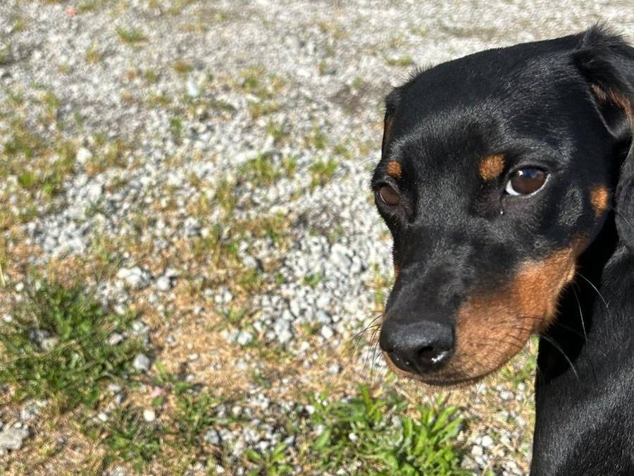 Adotta un cane, taglia piccola, femmina, Cuneo