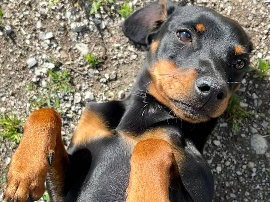 Vuoi adottare un cane a Cuneo?