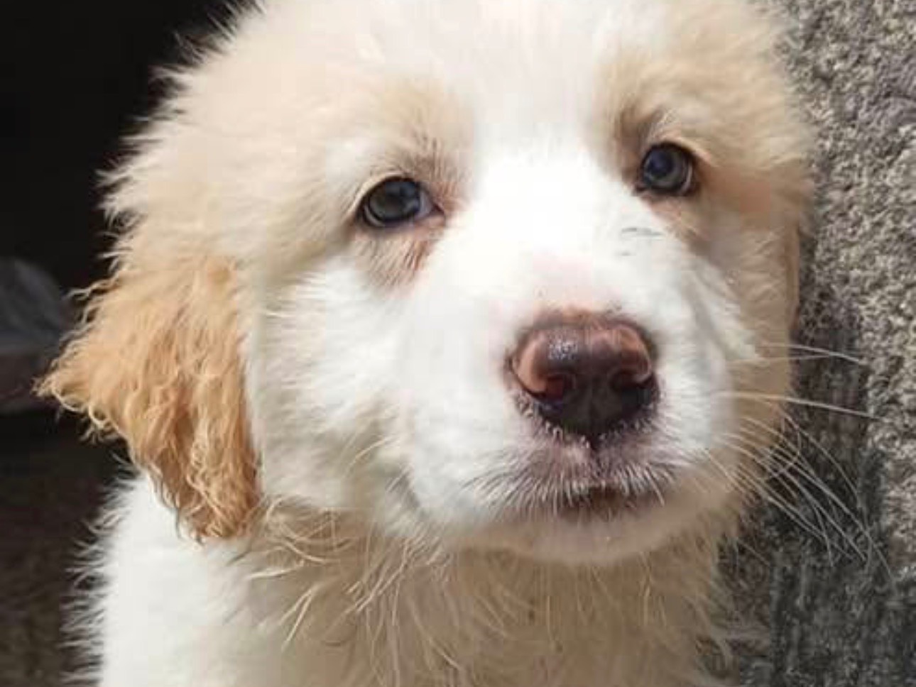 Vuoi adottare un cane a Siracusa?