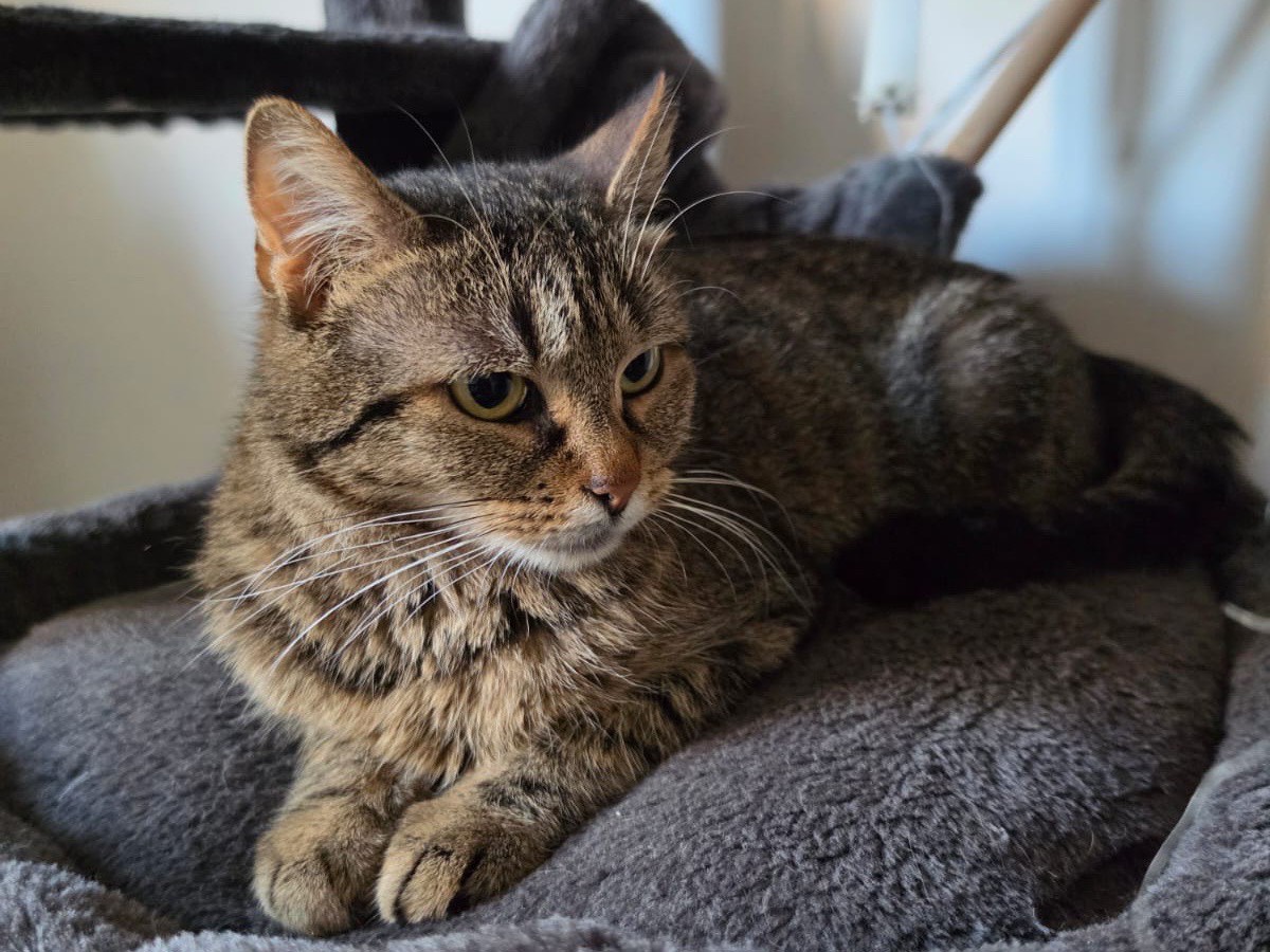 Adozione gatto, femmina, Razza sconosciuta Razza sconosciuta, 2 anni e 4 mesi, taglia non valida, Ancona