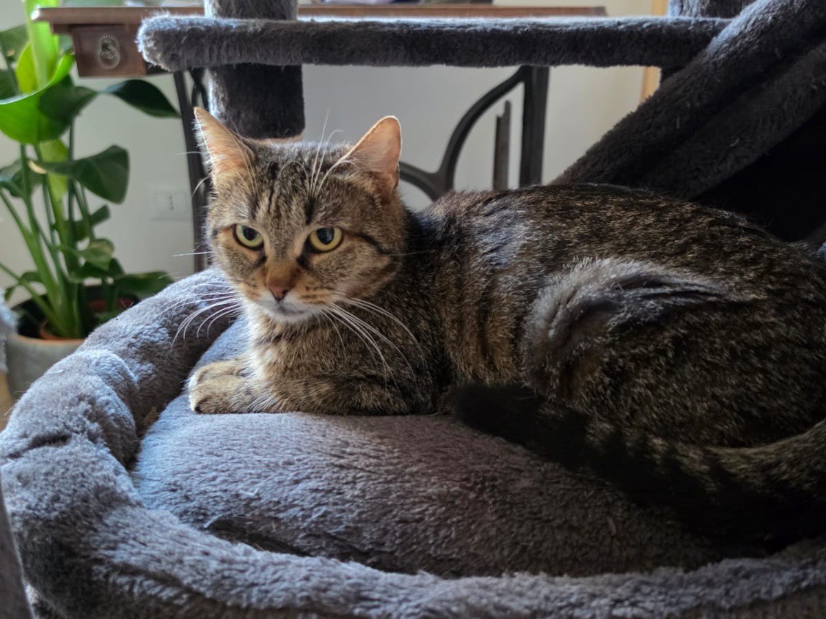 Adotta un gatto, femmina, 2 anni e 4 mesi, Ancona