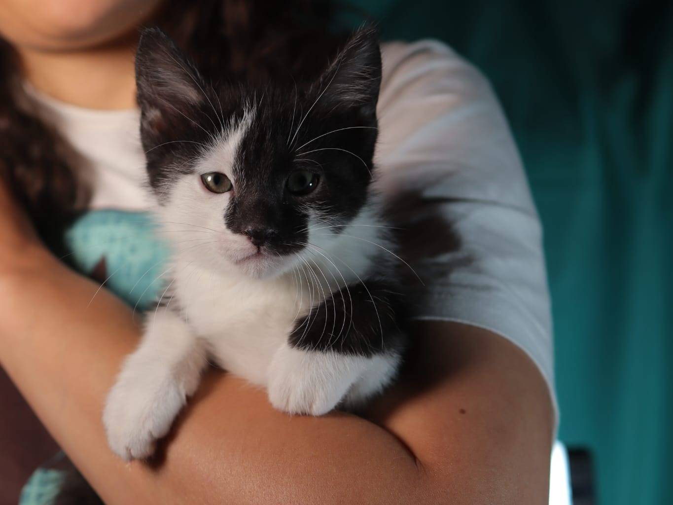 Adotta un gatto, maschio, 2 mesi, Brescia