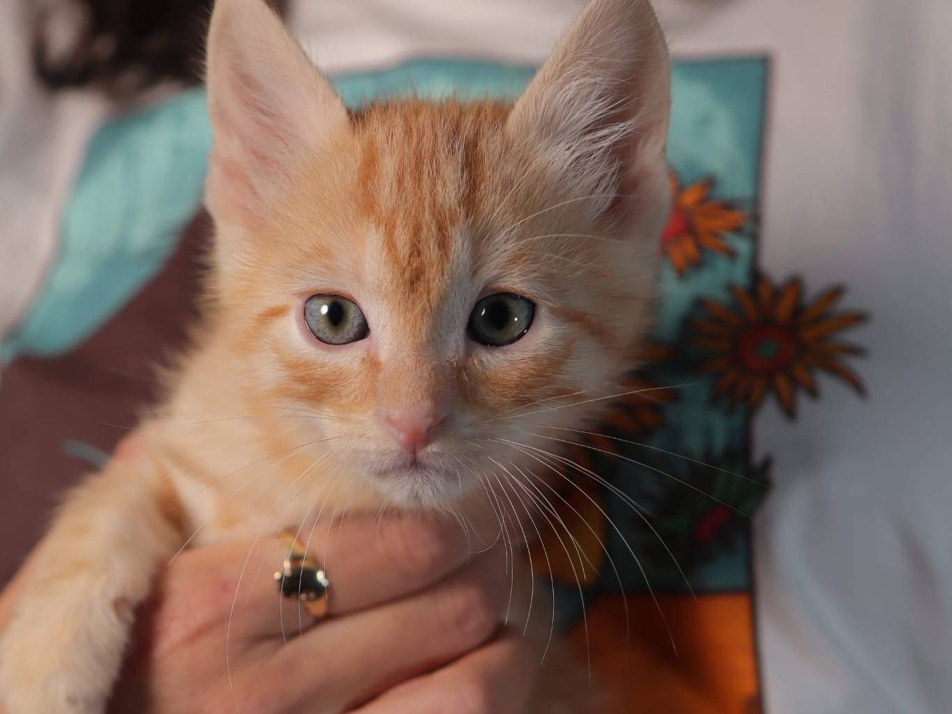 Adotta un gatto, taglia non valida, maschio, Brescia