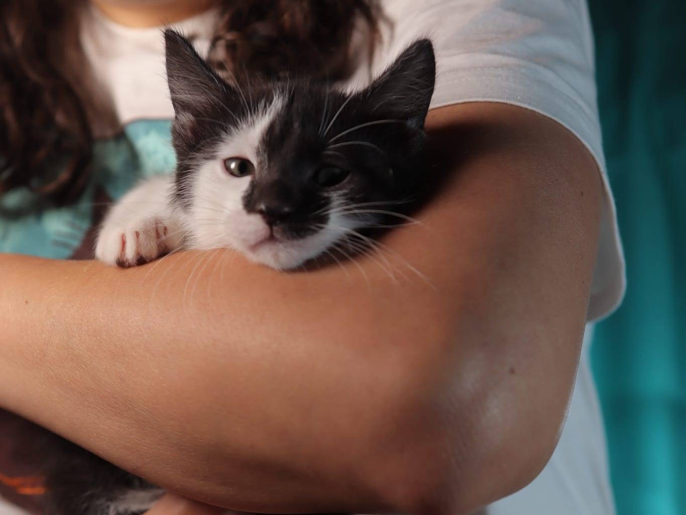 Vuoi adottare un gatto a Brescia?