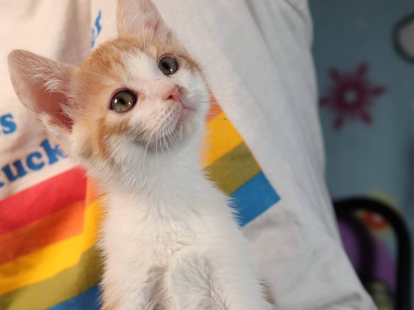Adotta il gatto PirichitoAndreaDartagnan a Brescia