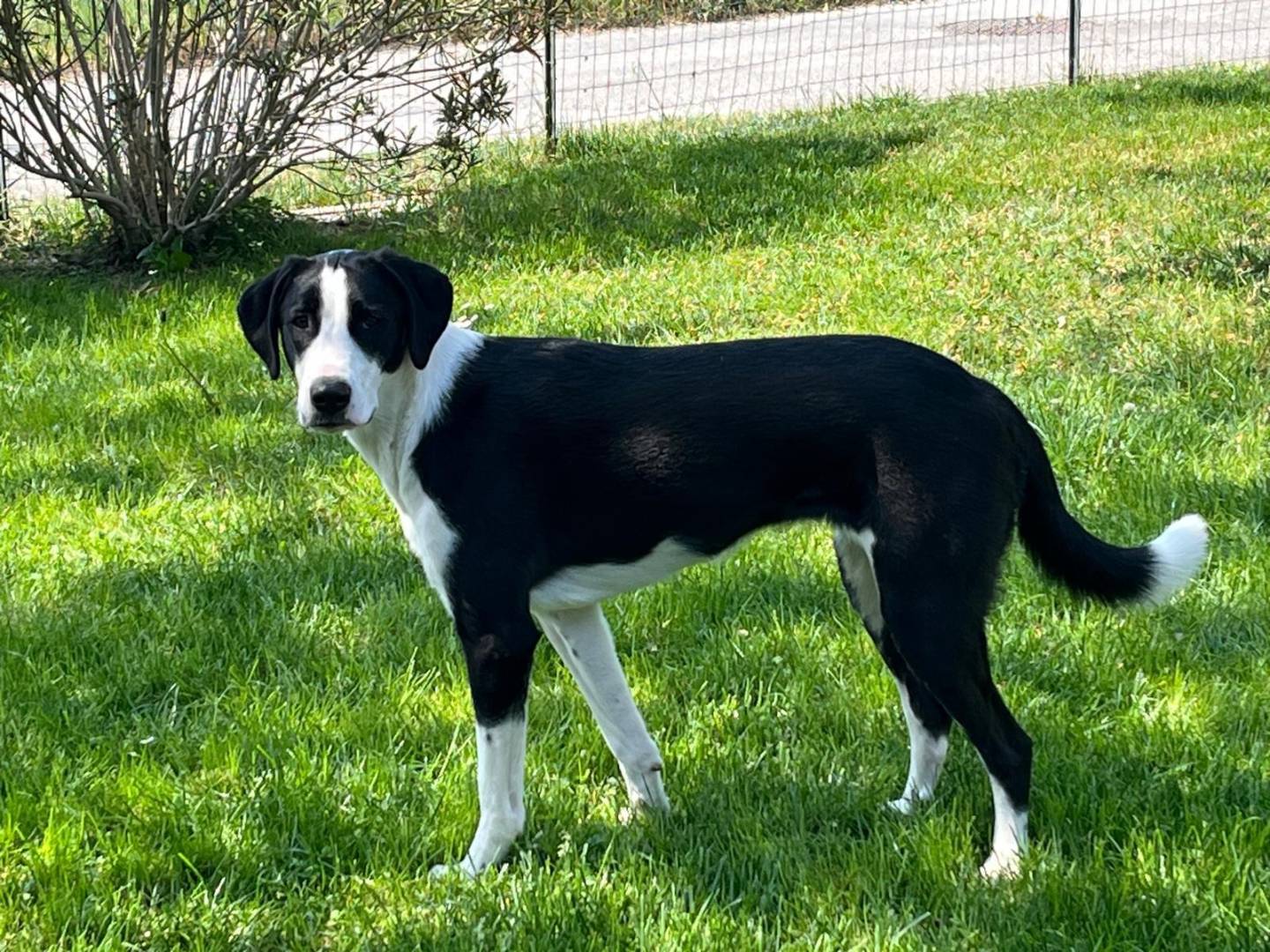 Adozione cane, femmina, Border Collie Razza sconosciuta, 1 anno e 3 mesi, taglia media, Parma
