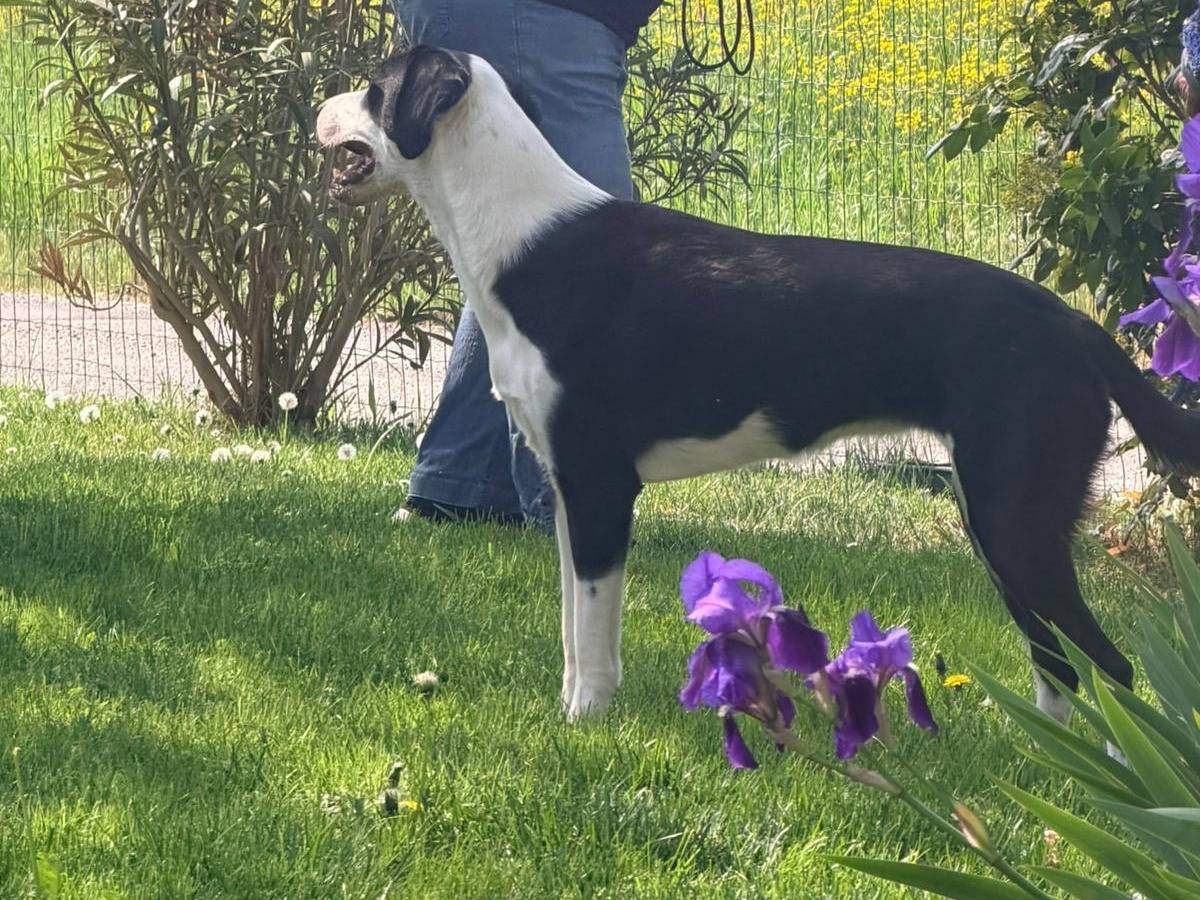 Adotta un cane, femmina, 1 anno e 3 mesi, Parma