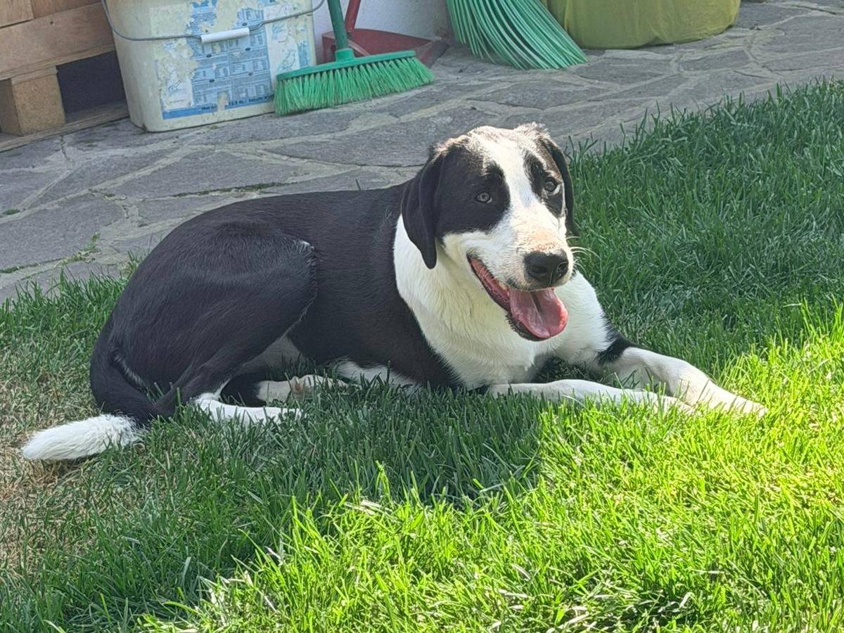 Adotta un cane, taglia media, femmina, Parma