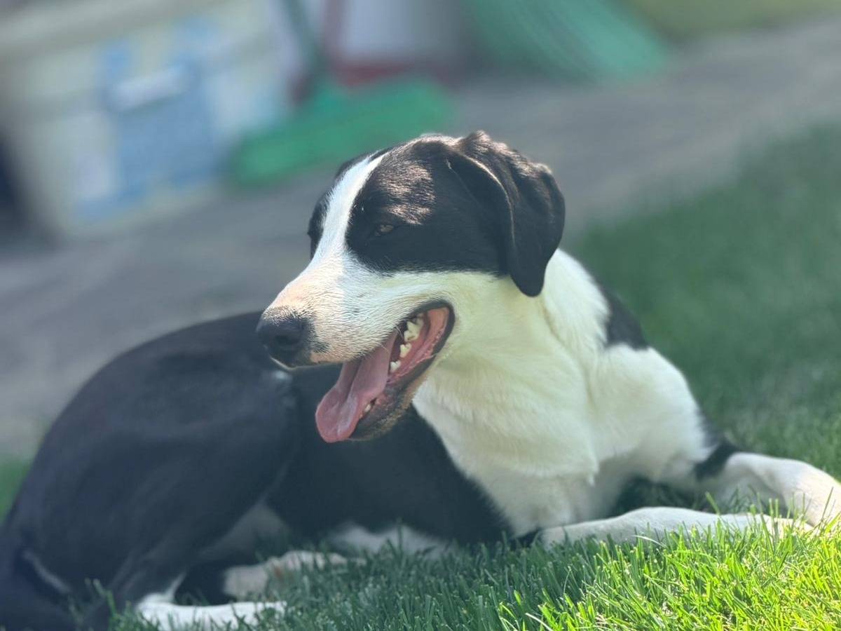 Vuoi adottare un cane a Parma?