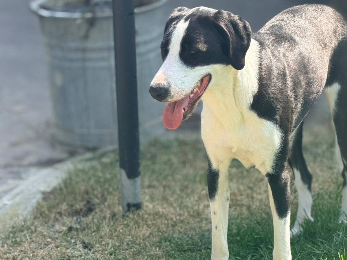 Adotta il cane Kira a Parma