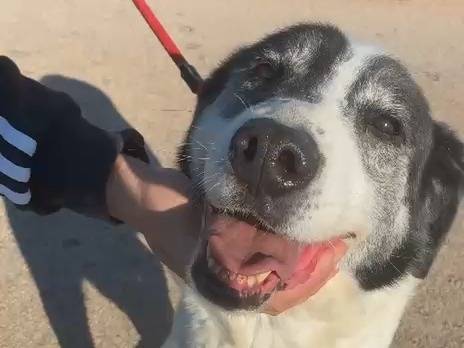 Adozione cane, maschio, Razza sconosciuta Razza sconosciuta, 12 anni e 1 mese, taglia grande, Bari