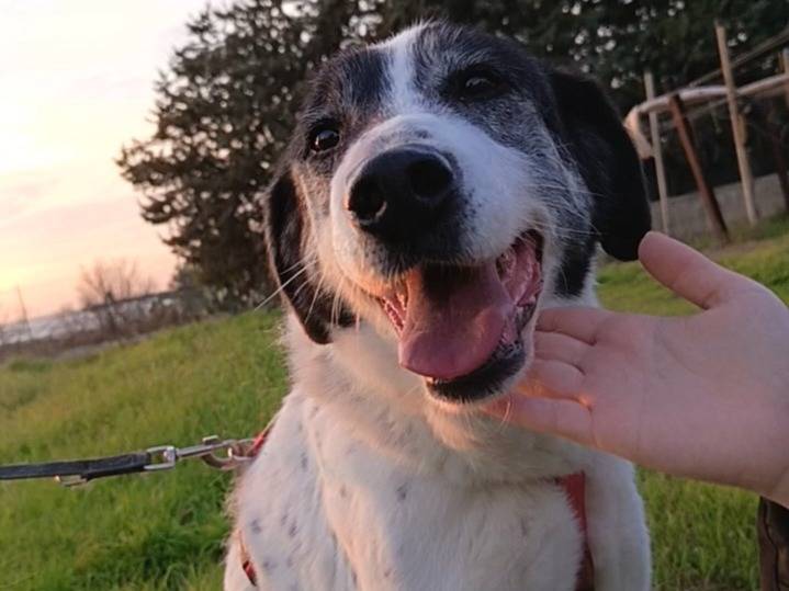 Adotta un cane, maschio, 12 anni e 1 mese, Bari