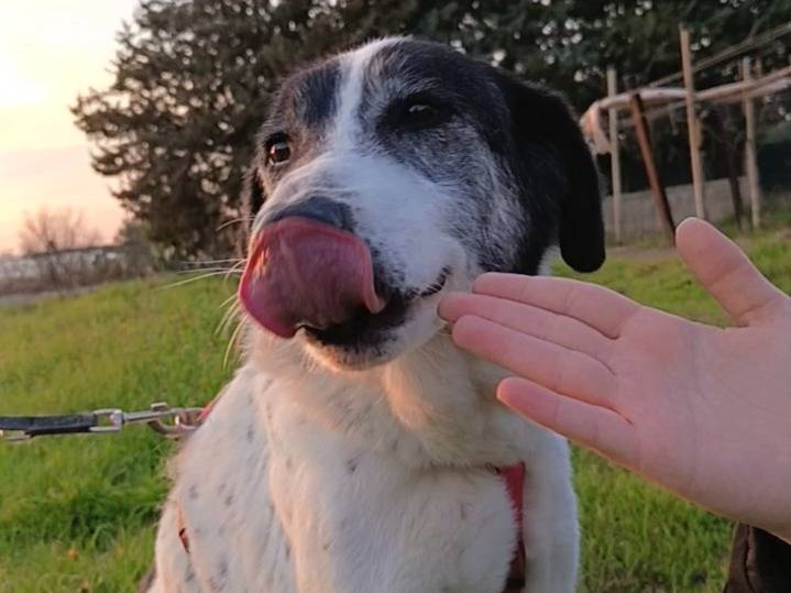 Adotta un cane, taglia grande, maschio, Bari