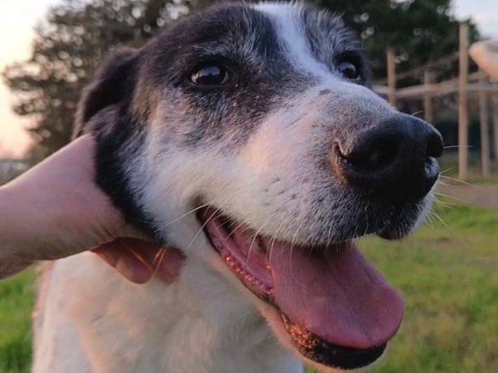 Vuoi adottare un cane a Bari?