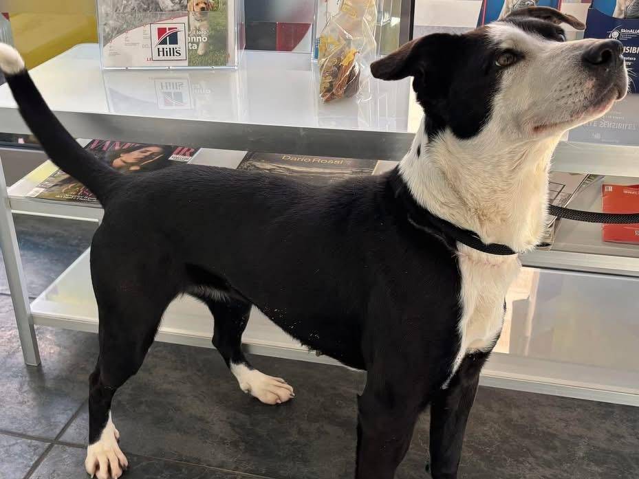 Adozione cane, femmina, Border Collie Razza sconosciuta, 10 anni e 9 mesi, taglia media, Parma