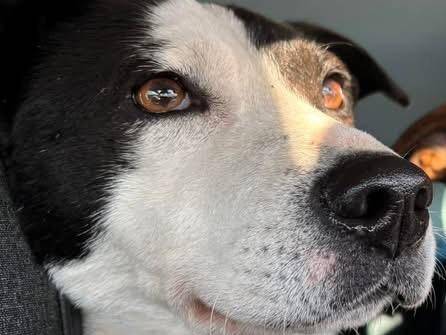 Adotta un cane, femmina, 10 anni e 9 mesi, Parma