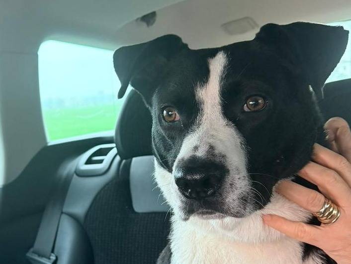 Adozione cane, maschio, Pointer Razza sconosciuta, 1 anno e 3 mesi, taglia grande, Parma
