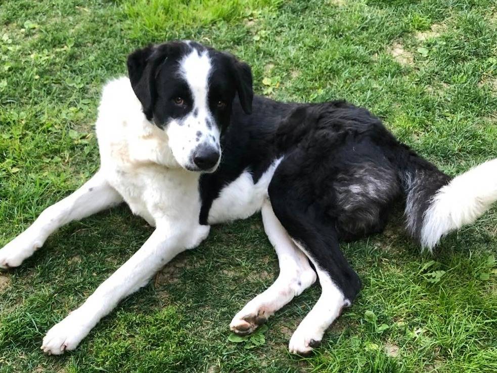 Adotta un cane, maschio, 3 anni e 1 mese, Parma