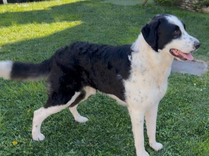 Adozione cane, maschio, Border Collie Razza sconosciuta, 3 anni e 1 mese, taglia grande, Parma