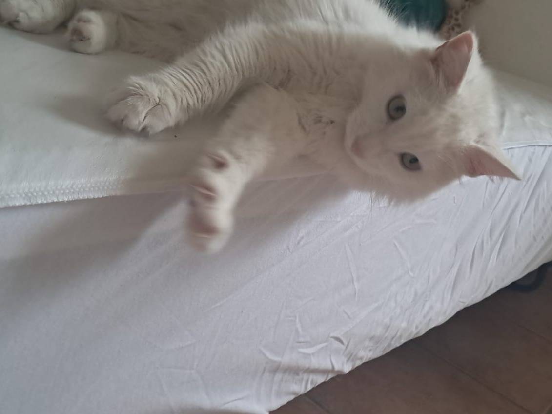 Adozione gatto, maschio, Razza sconosciuta Razza sconosciuta, 1 anno e 4 mesi, taglia non valida, Roma