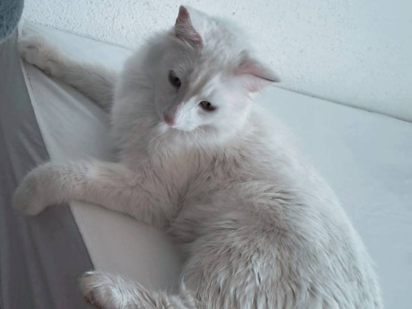 Adotta un gatto, maschio, 1 anno e 4 mesi, Roma