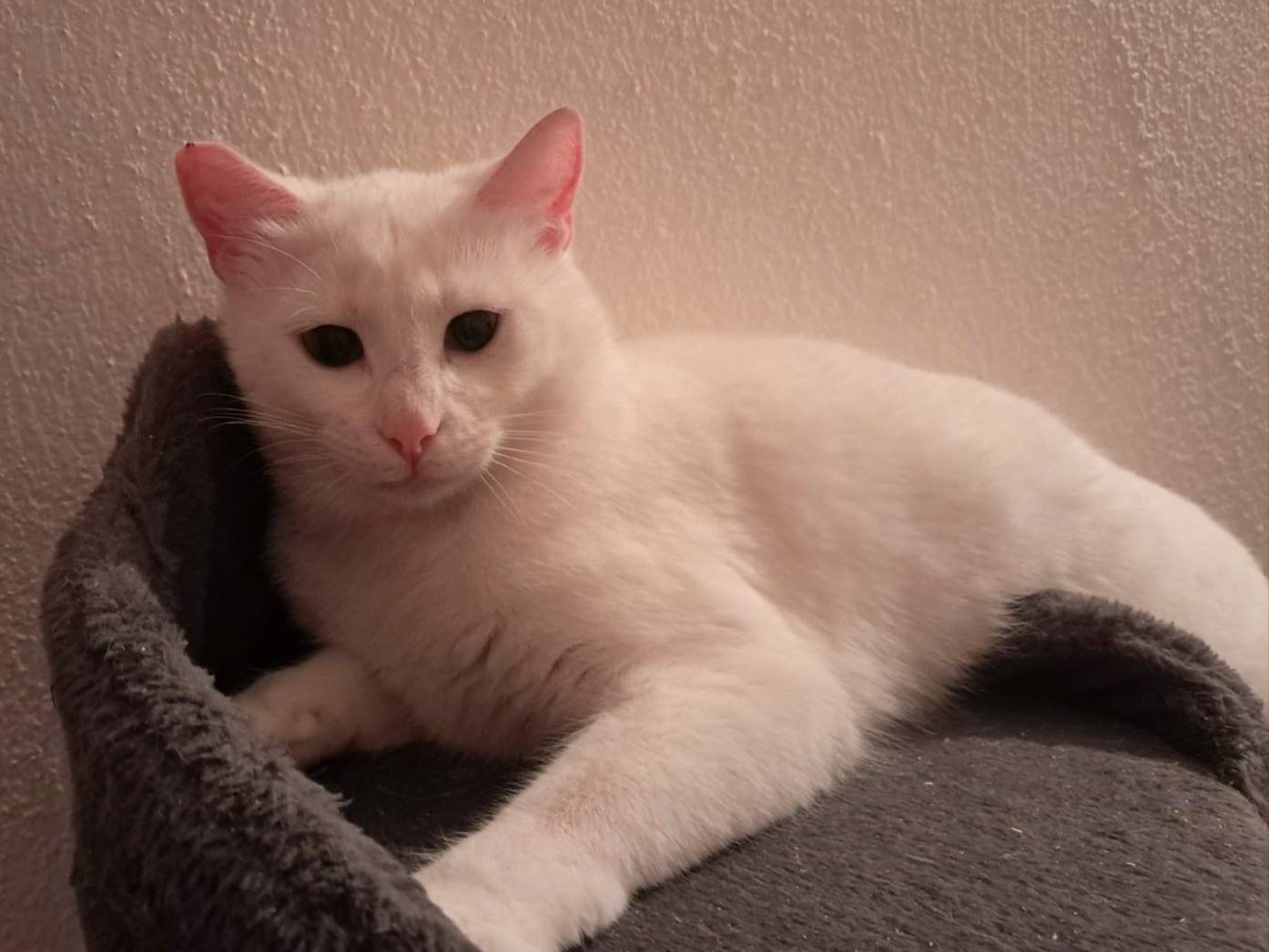 Adozione gatto, femmina, Razza sconosciuta Razza sconosciuta, 1 anno e 4 mesi, taglia non valida, Roma