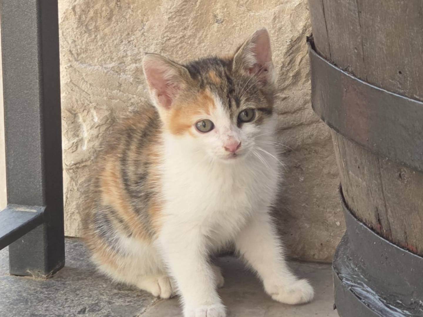Adozione gatto, femmina, Razza sconosciuta Razza sconosciuta, 2 mesi, taglia non valida, Roma