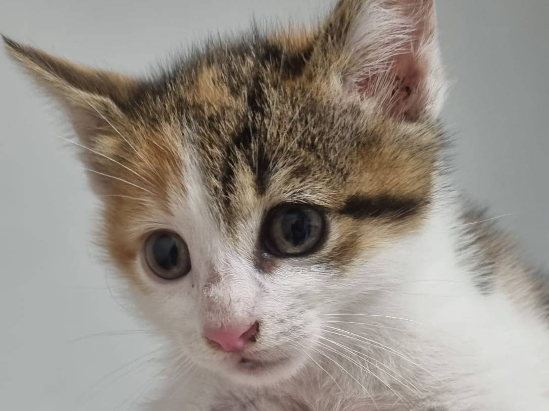 Adotta un gatto, femmina, 2 mesi, Roma