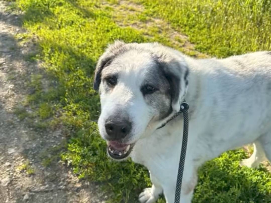 Adozione cane, maschio, Razza sconosciuta Razza sconosciuta, 12 anni e 3 mesi, taglia gigante, Bari