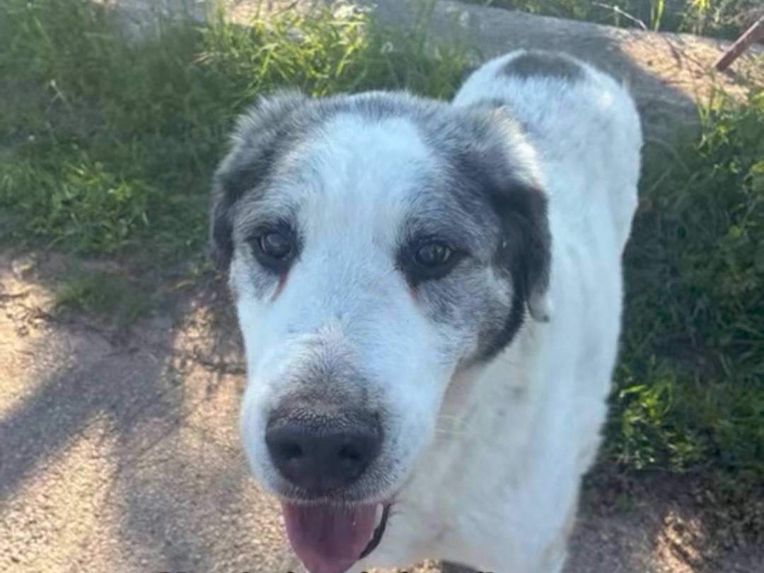 Adotta un cane, maschio, 12 anni e 3 mesi, Bari
