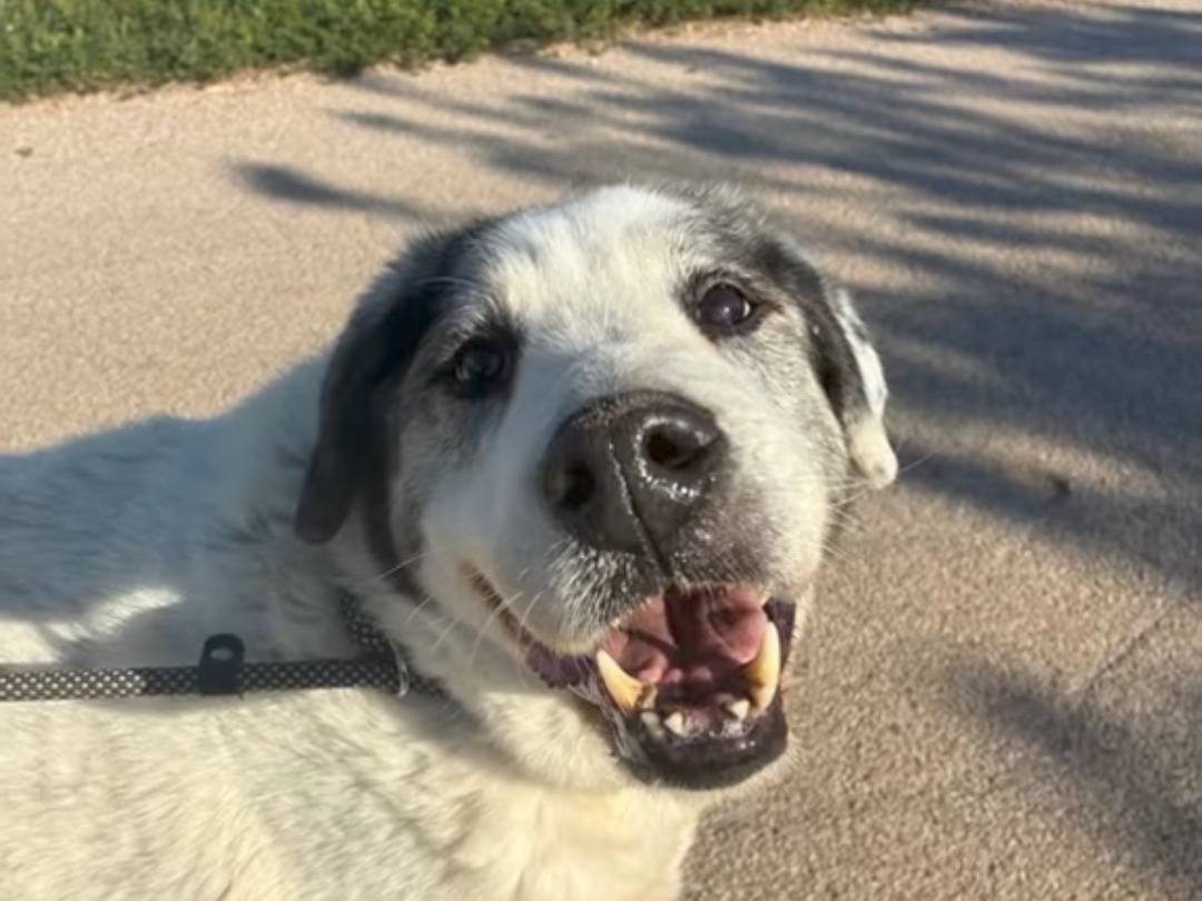 Adotta un cane, taglia gigante, maschio, Bari