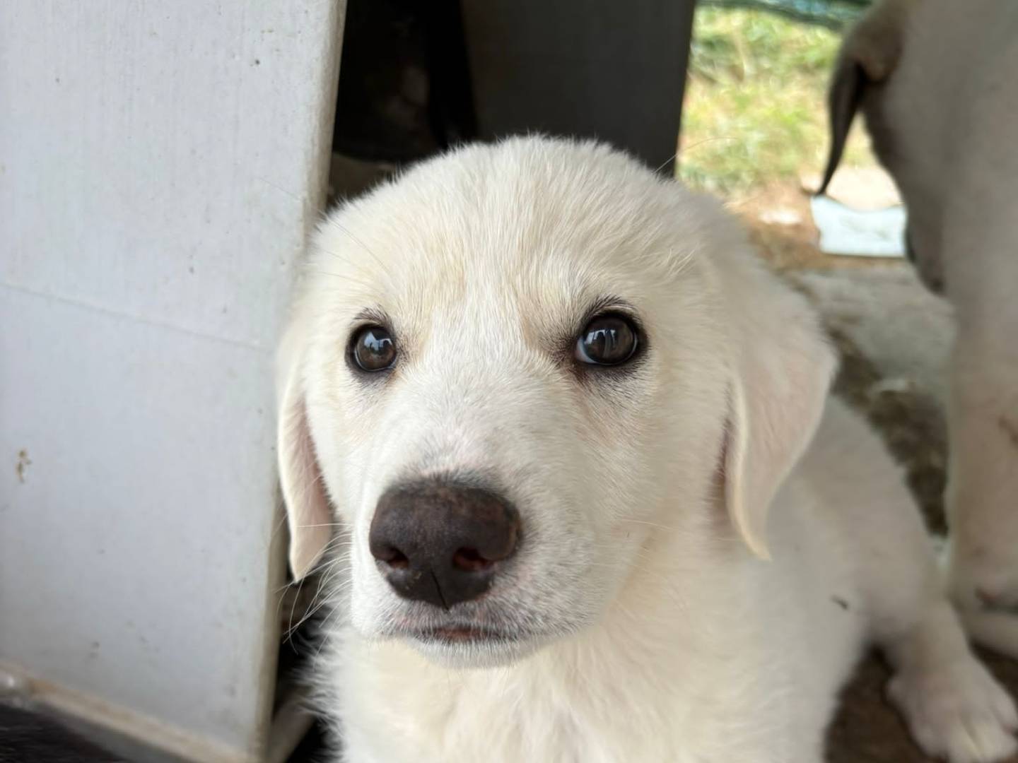 Adozione cane, maschio, Razza sconosciuta Razza sconosciuta, 3 mesi, taglia media, Potenza