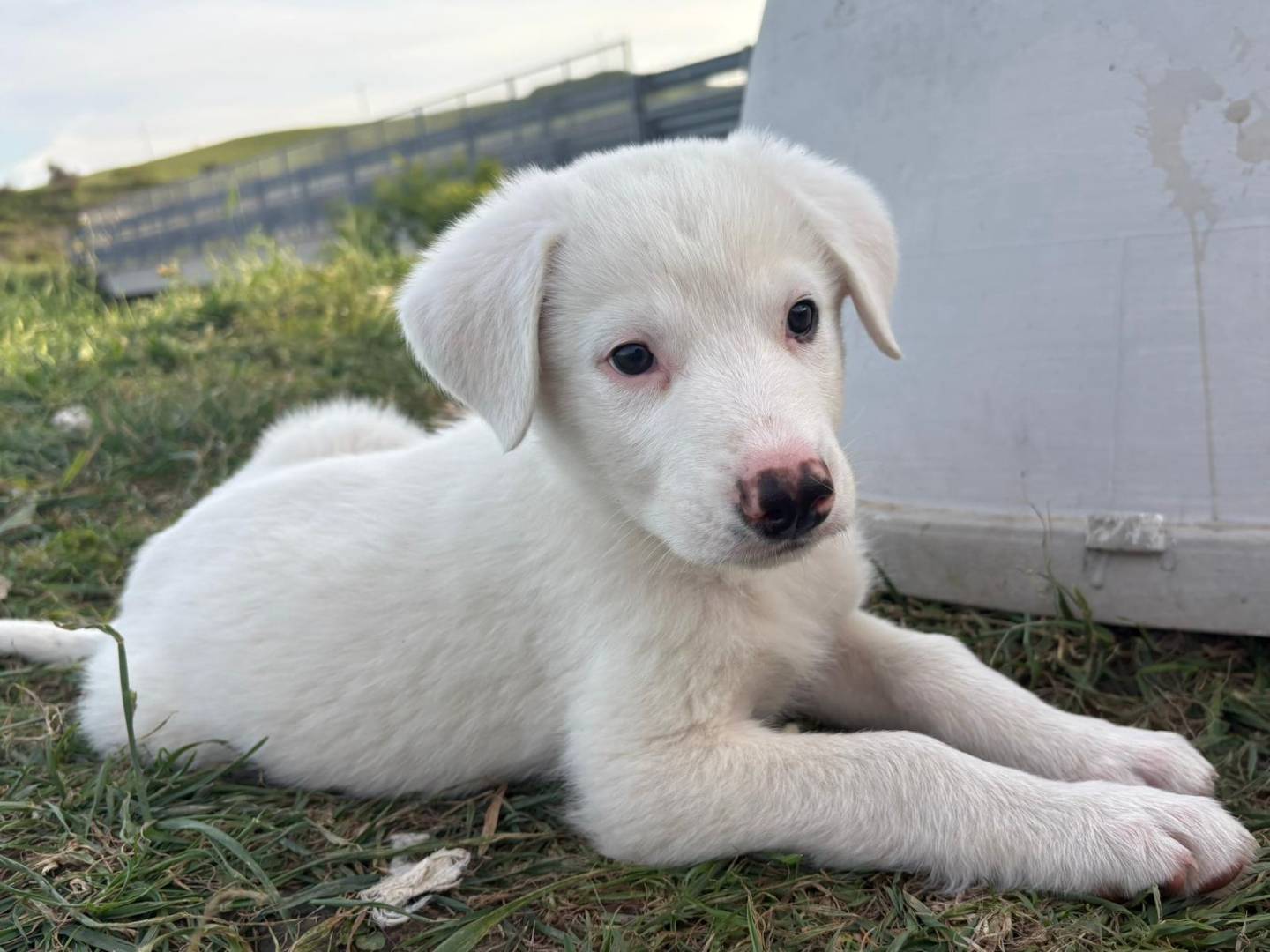 Adotta un cane, maschio, 3 mesi, Potenza