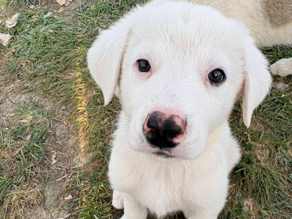 Adotta un cane, taglia media, maschio, Potenza