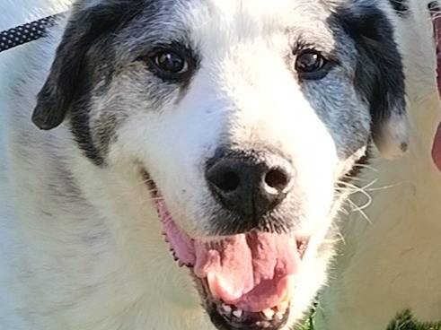 Vuoi adottare un cane a Bari?