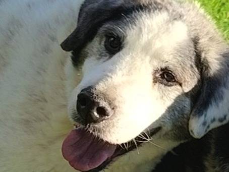 Adotta il cane Klaus a Bari