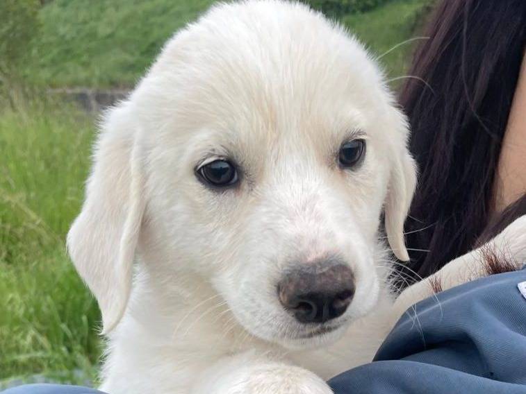Vuoi adottare un cane a Potenza?