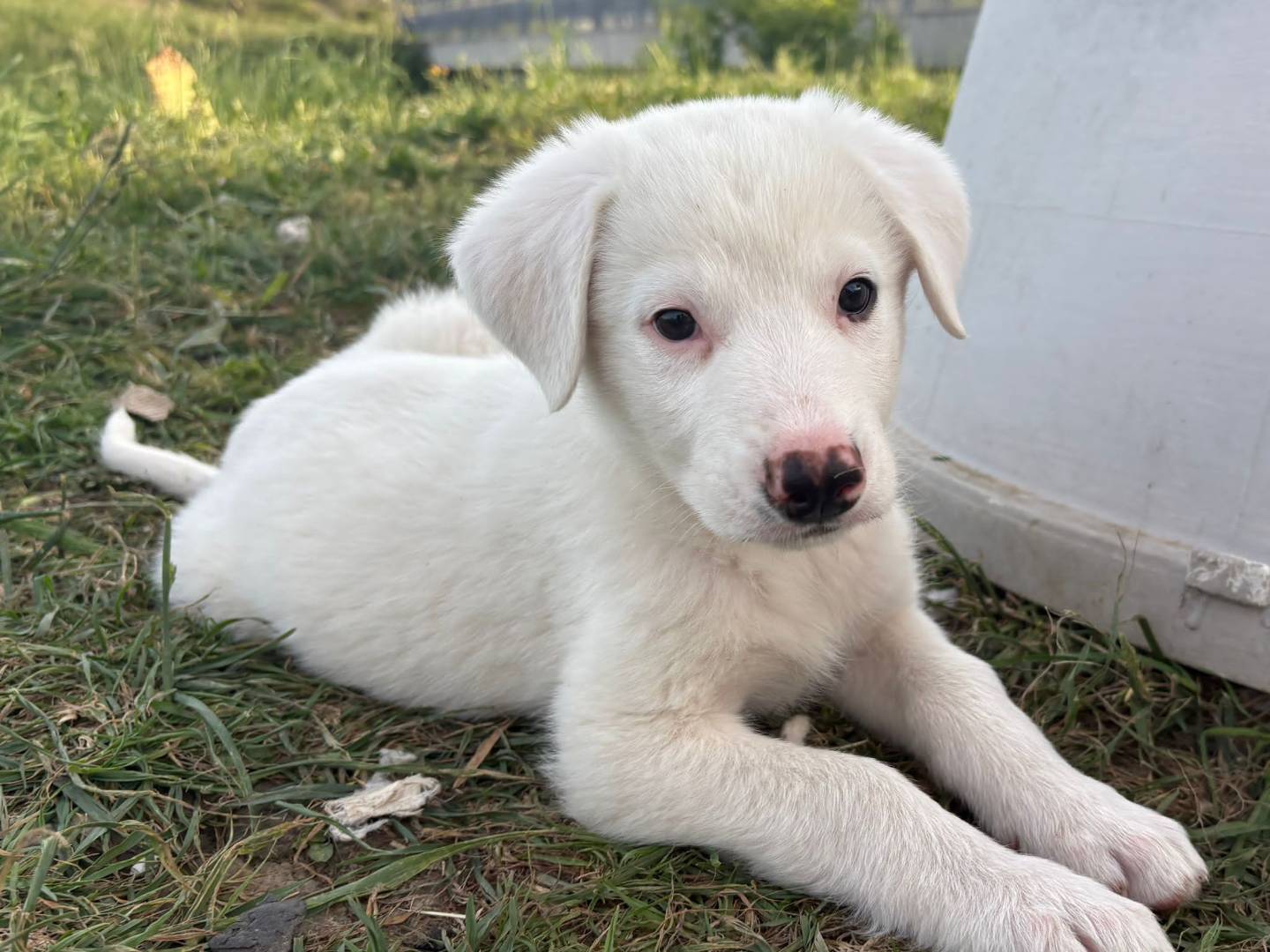 Adotta il cane Fiocco  a Potenza