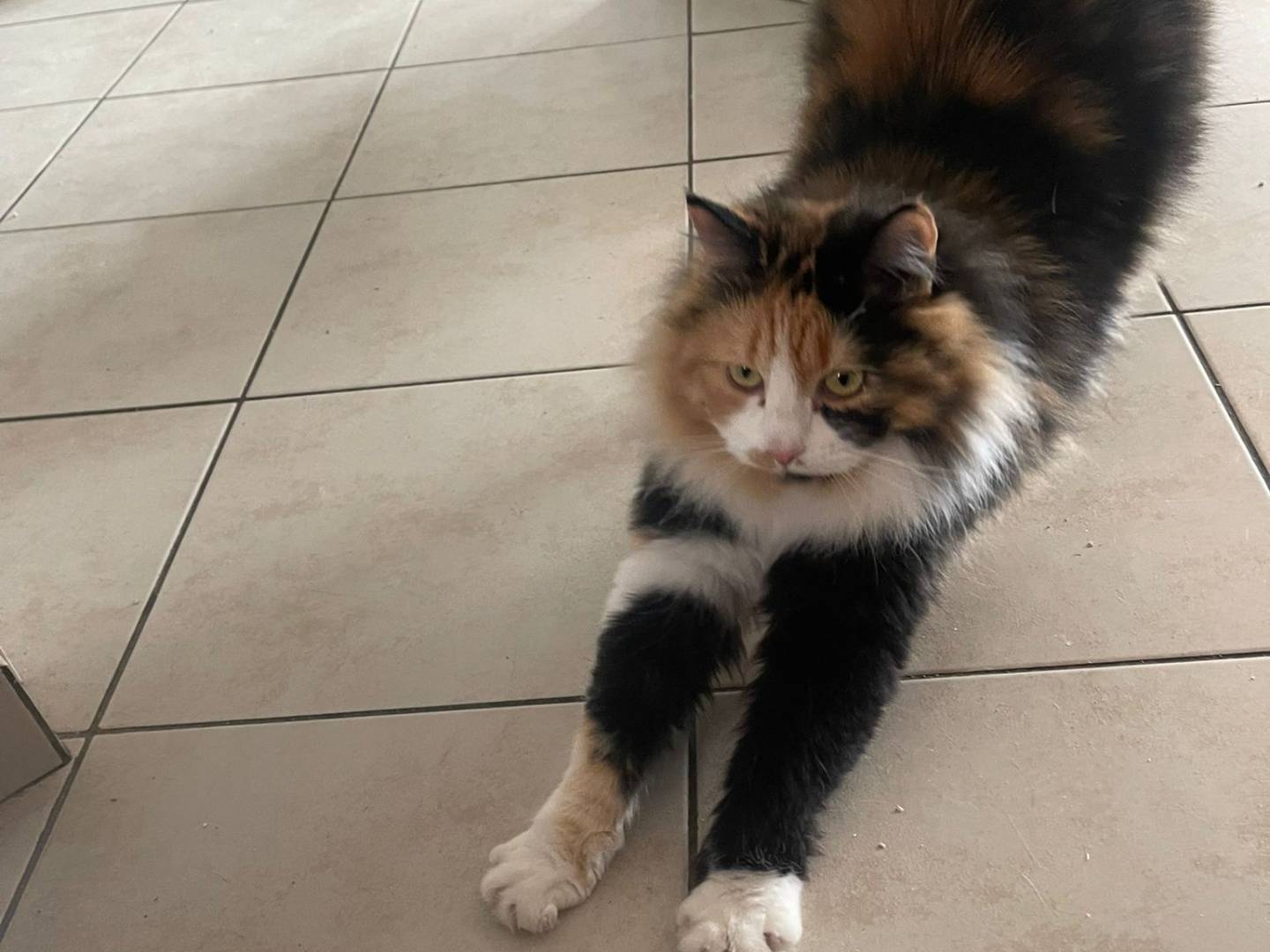 Vuoi adottare un gatto a Roma?