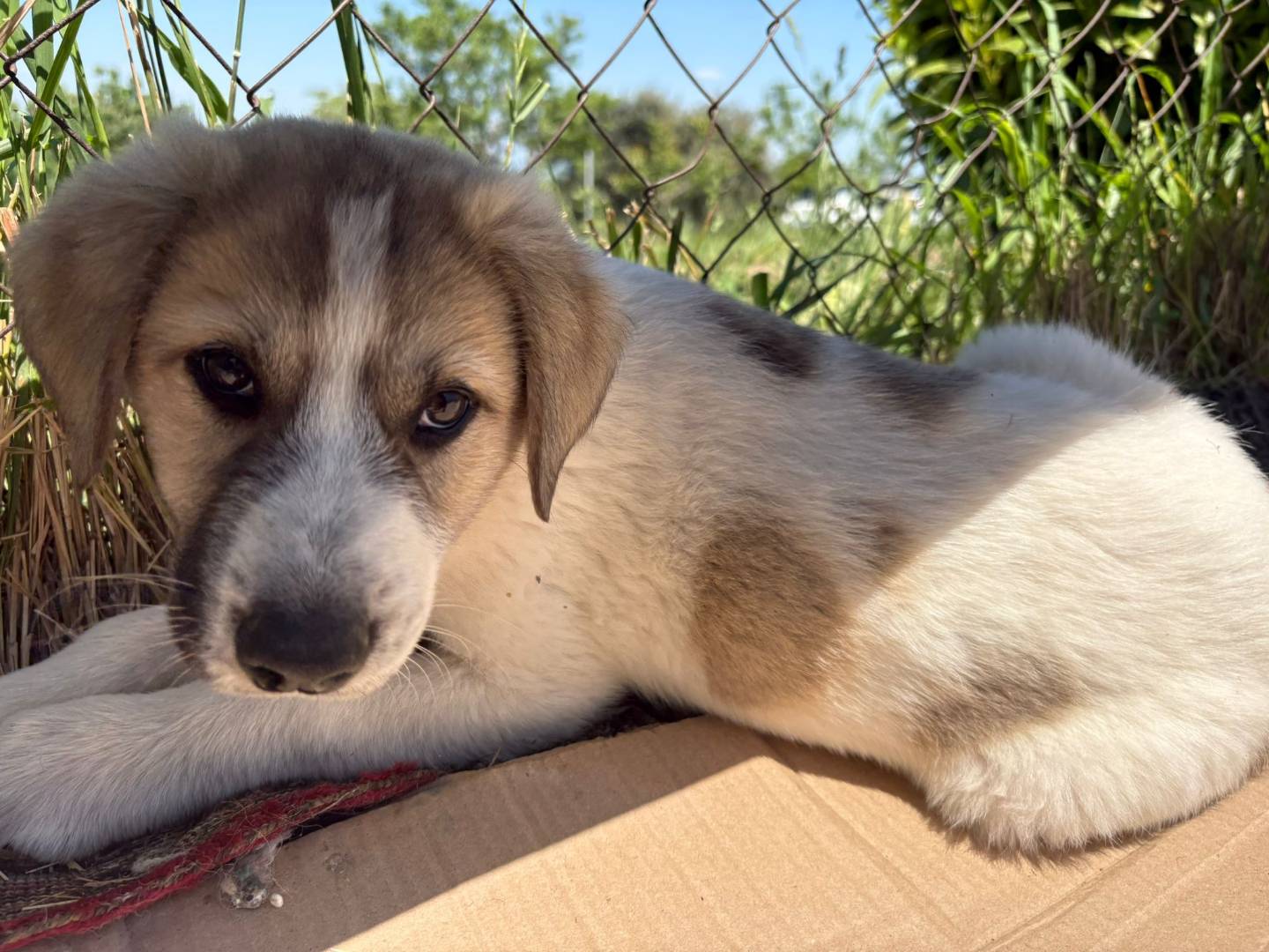 Adozione cane, maschio, Razza sconosciuta Razza sconosciuta, 2 mesi, taglia media, Potenza