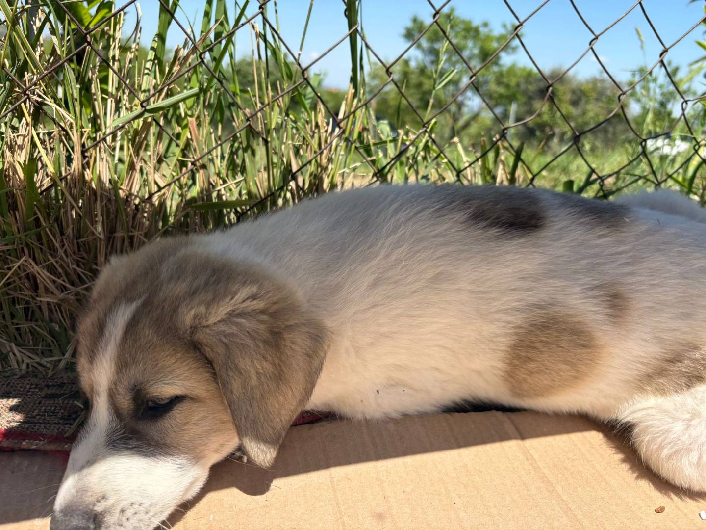 Adotta un cane, maschio, 2 mesi, Potenza