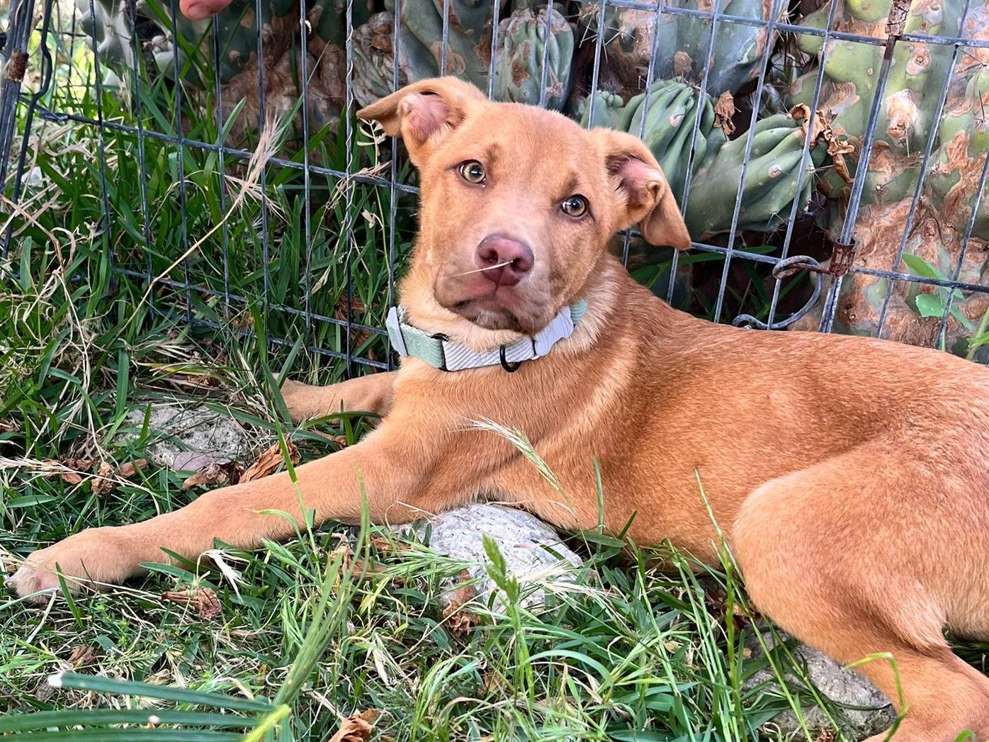 Adozione cane, maschio, Razza sconosciuta Razza sconosciuta, 2 mesi, taglia media, Siracusa