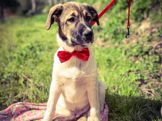 Adozione cane, maschio, Razza sconosciuta Razza sconosciuta, 5 mesi, taglia media, Salerno