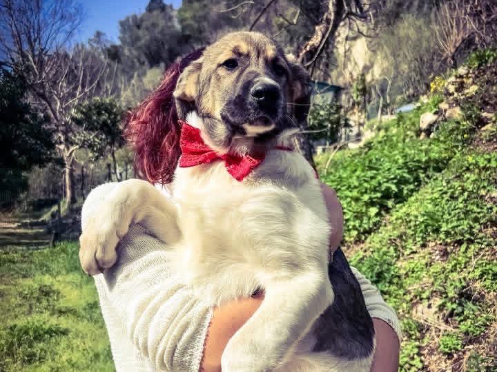 Adotta un cane, maschio, 5 mesi, Salerno
